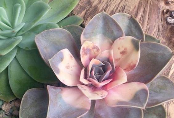 多肉“黑名单”,一定要看一看,去花店别买这些,买了白花钱