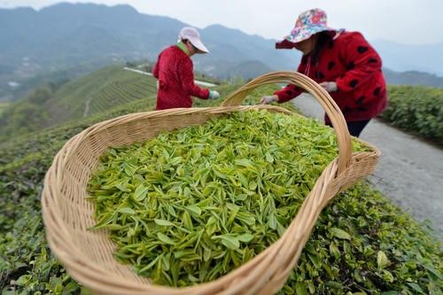  茶商|找茶商买茶和找茶农买茶，到底有什么区别？