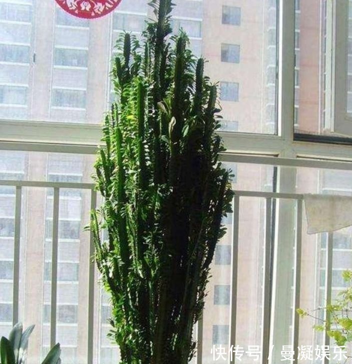 杀菌|4种花养在家里,一整年都有好运气,日子红火财运滚滚,好看极了