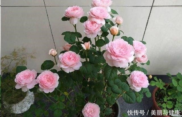 这几种花用大盆养反而不好，只顾着扎根不开花，赶紧换小盆！