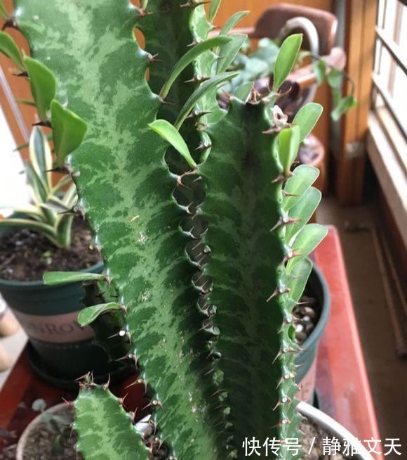 虽然带“刺”,却是好宝贝,养在家中可以镇宅,能净化室内空气