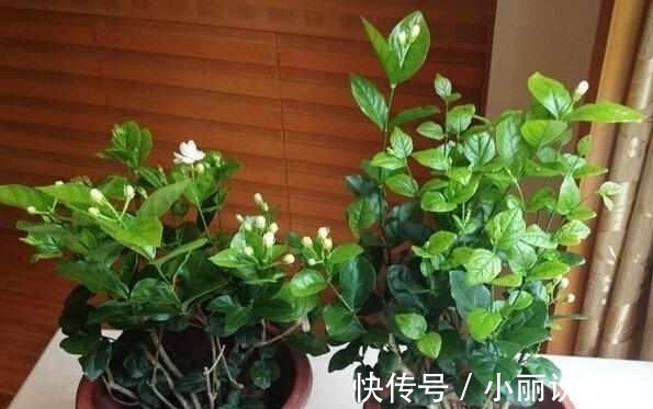 盆栽|最适合夏天养的6种花卉,晒不死还越开越旺