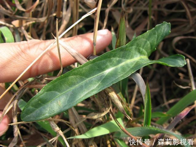 农村叶子像“犁头”，开紫花的野草，价值珍贵，看到请珍惜