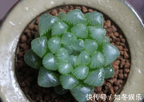 多肉姬玉露怎么养更饱满教你3个小妙招,养出晶莹剔透的姬玉露