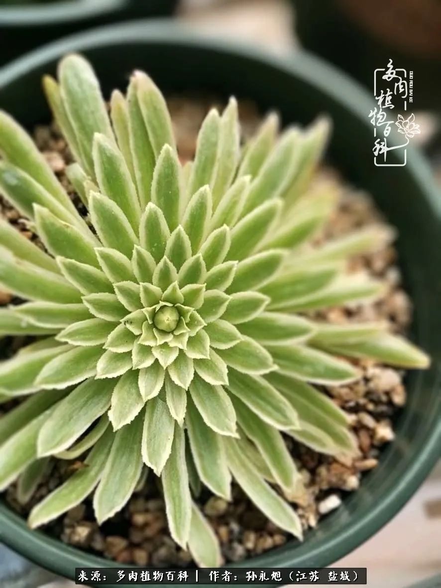 养多肉三年多九万里悟道，终归诗酒田园！