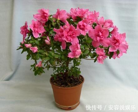 4个养花的小技巧,简单又实用,根不烂叶子越长越茂盛!