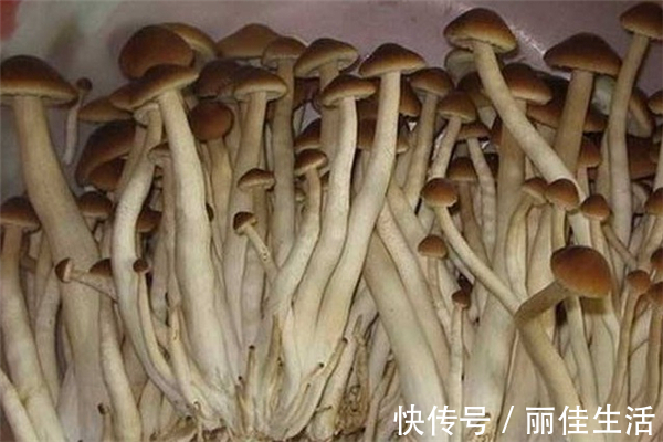 水芝丹|年轻漂亮是资本，女性多吃有百益，淡斑养颜，不显老