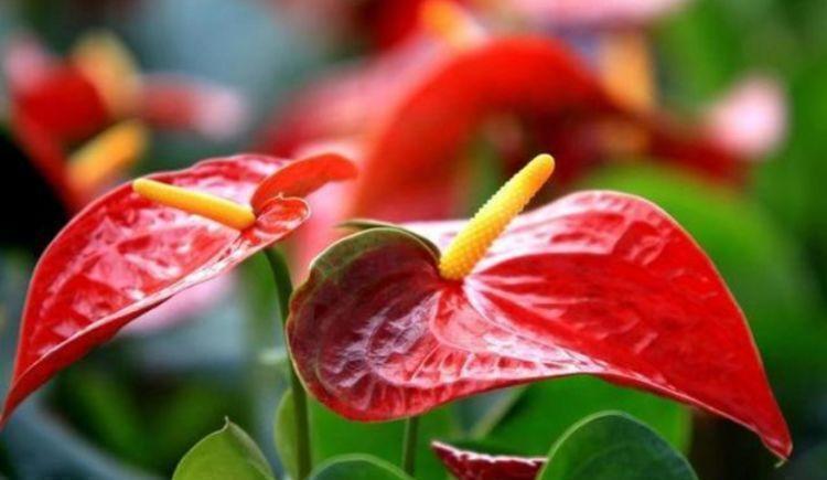 满屋|3种花好养又漂亮,花朵大花期长,喜庆又好养,满屋飘香!