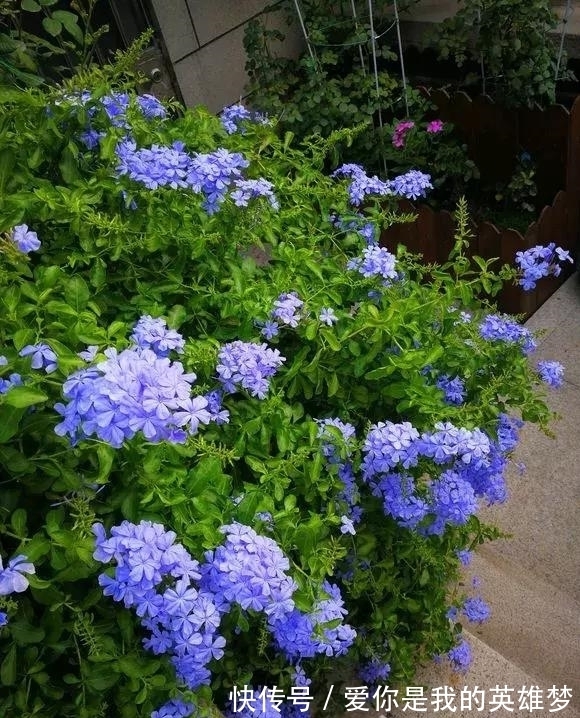 花花量|2种花不怕热,越热越开花,一开200多天,现在种1个月就开爆!