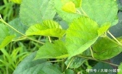 白發|白發不用染,農村常見葉子來洗頭,堅持半月,能讓頭發烏黑亮麗