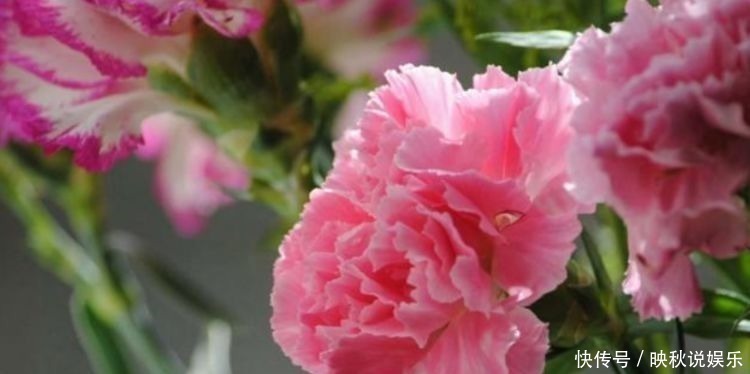 花卉|几款花卉养在家里,繁花似锦,花大色艳很漂亮