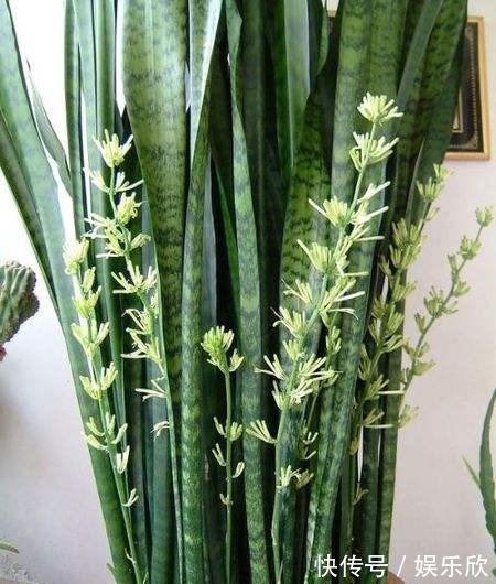 虎皮兰不难养，盆内7天浇次“生长水”，根旺，叶子疯长油绿