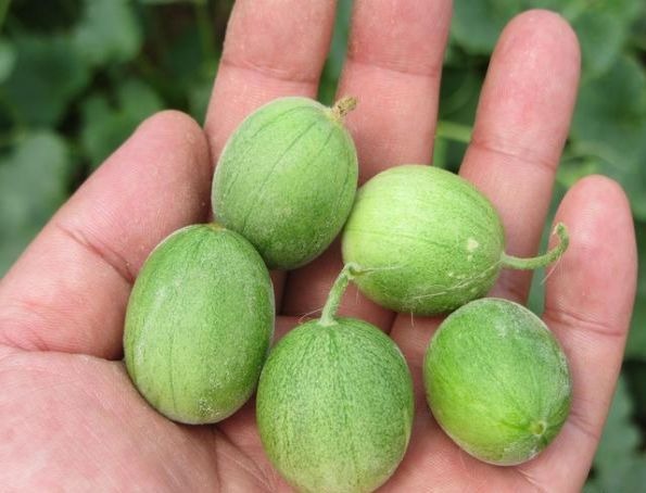 姑娘|女人不想老太快,坚持吃此种不起眼的食物,越吃越“嫩”像个姑娘