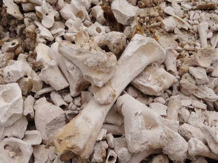 给花浇点“开花水”，花苞全都冒出来，比激素还管用！