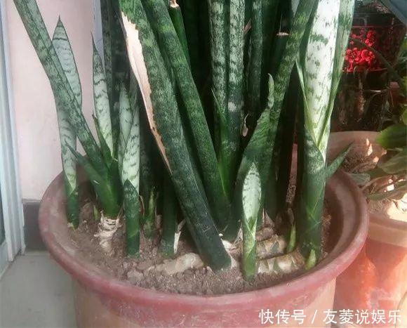 芽肥|虎皮兰“长得慢”扒开土喂点“出芽肥”,新芽就像“竹笋”