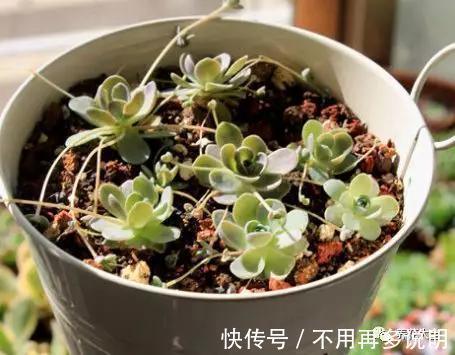干透|多肉就养这7种,散养不用管也能呼呼长,想养死都难!