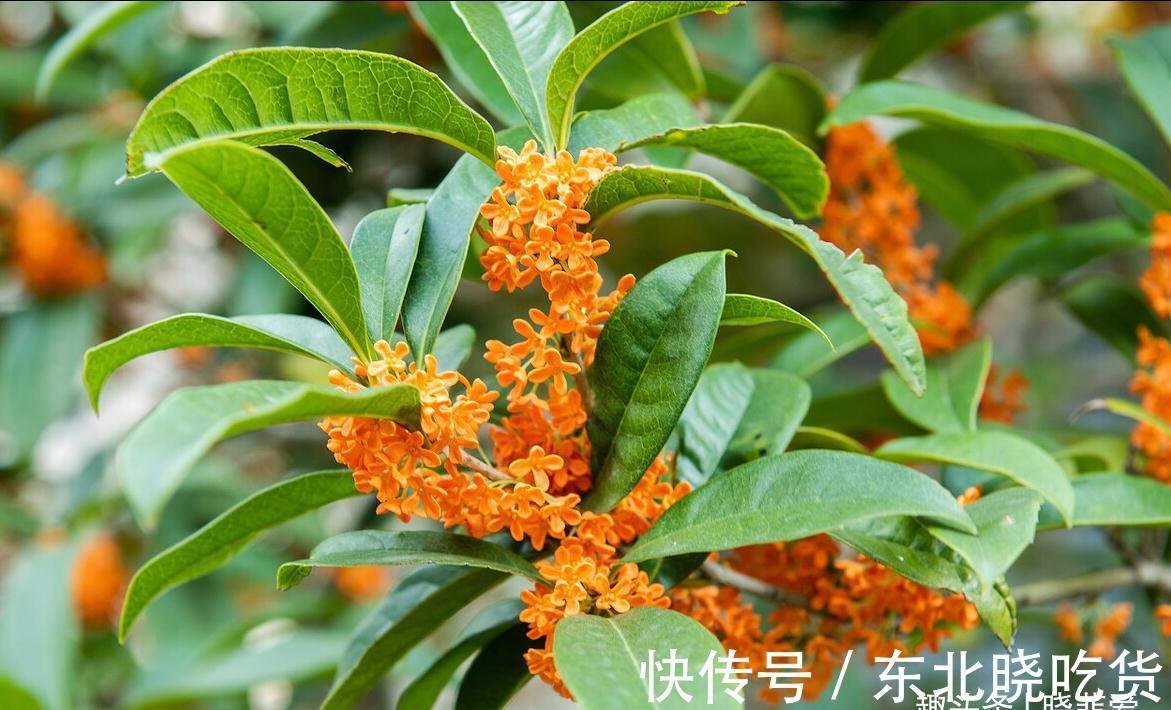 六种“长寿花”,越老越值钱,花开富贵,越养越精贵