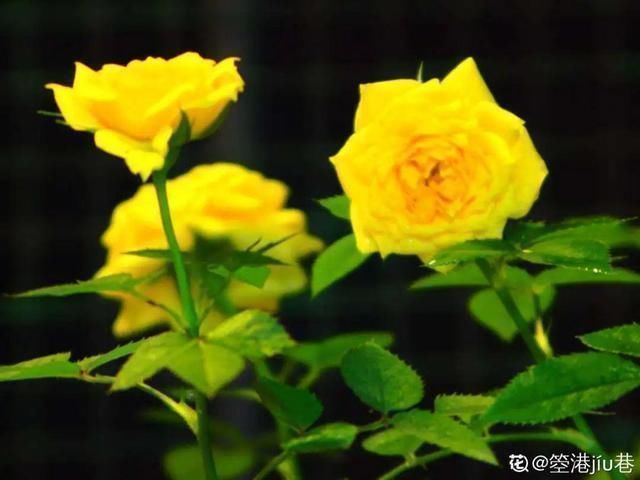 桂花|公认难养的20种花,养一盆死一盆,下次还敢买