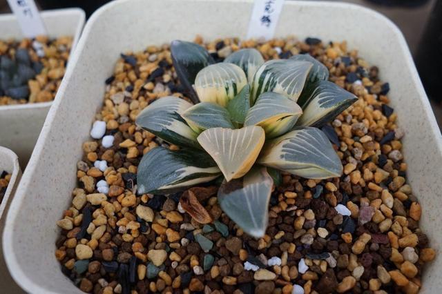 多肉夏天难熬过,碰上这6种情况,别再浇水,才能轻松过夏