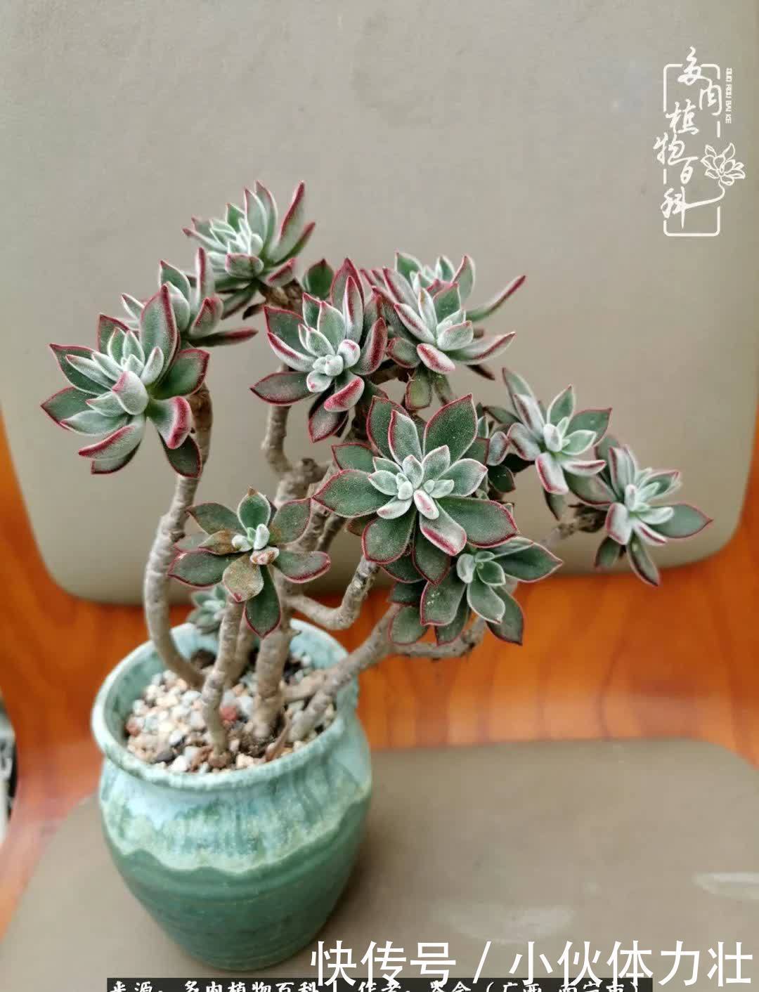 锦晃星|时光不再,人心在,多肉在!