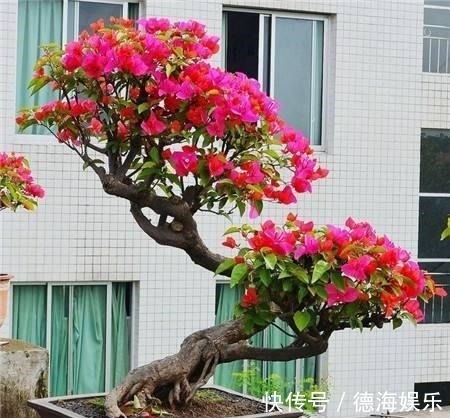 果皮|夏天过了一半,三角梅还是不开花,两种催花水,长出盆景树