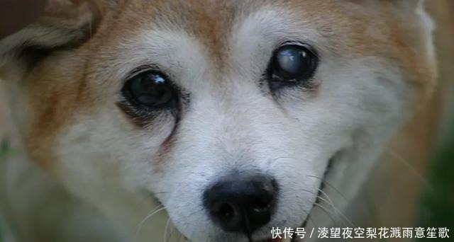 狗狗白内障发病多久会瞎