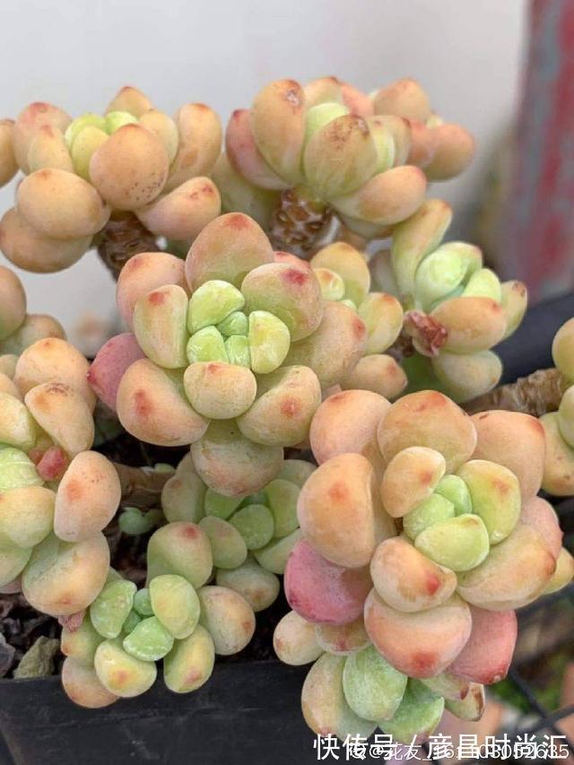 3种花要“穷养”，塞进小盆少浇水，长得格外好