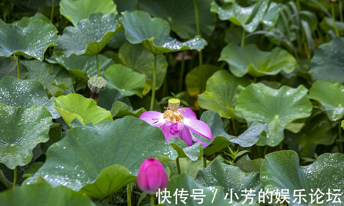 摄影|重庆忠县：羞答答的荷花静悄悄地开