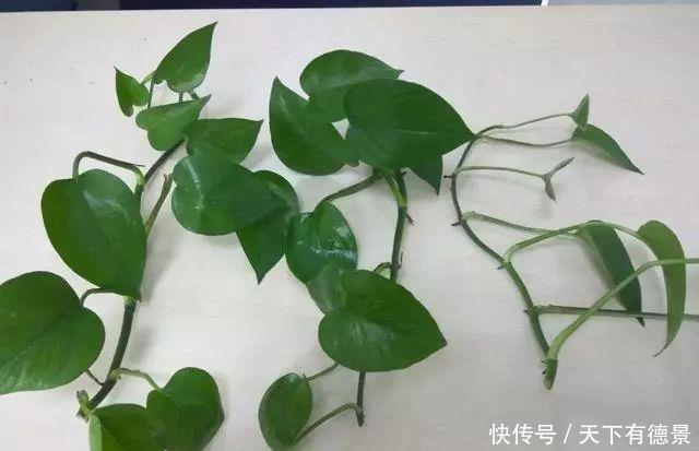 小牡丹|6种“漂亮花”,枝条剁8段,扦插就成活,开花似“小牡丹”