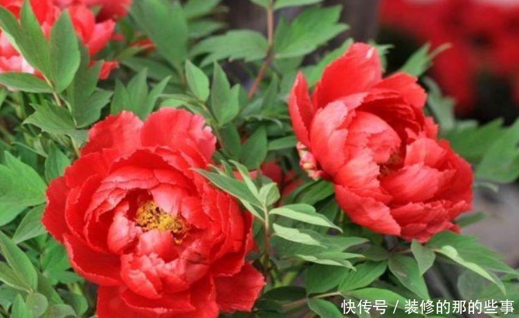 家养此款花卉,开花勤爱爆盆,盛开时繁花似锦,花色美轮美奂