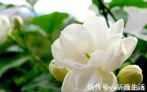 极品|茉莉中的极品,比栀子香10倍,庭院养一株,香飘满园,不种后悔