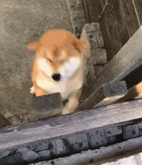 |搞笑GIF:当时就吓懵了 不是说好的只是洗澡吗