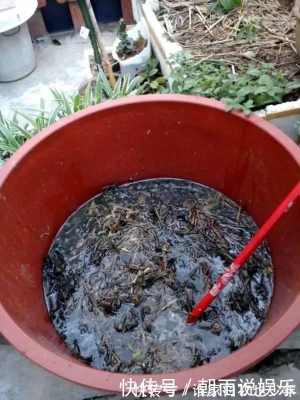 莲藕|大妈用水桶种莲藕，没想到藕多得把桶都撑破了，方法还那么简单！