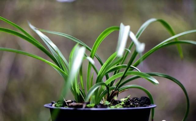 叶面肥|兰花怎么施肥?简单实用的4种方法,养好兰花不再难