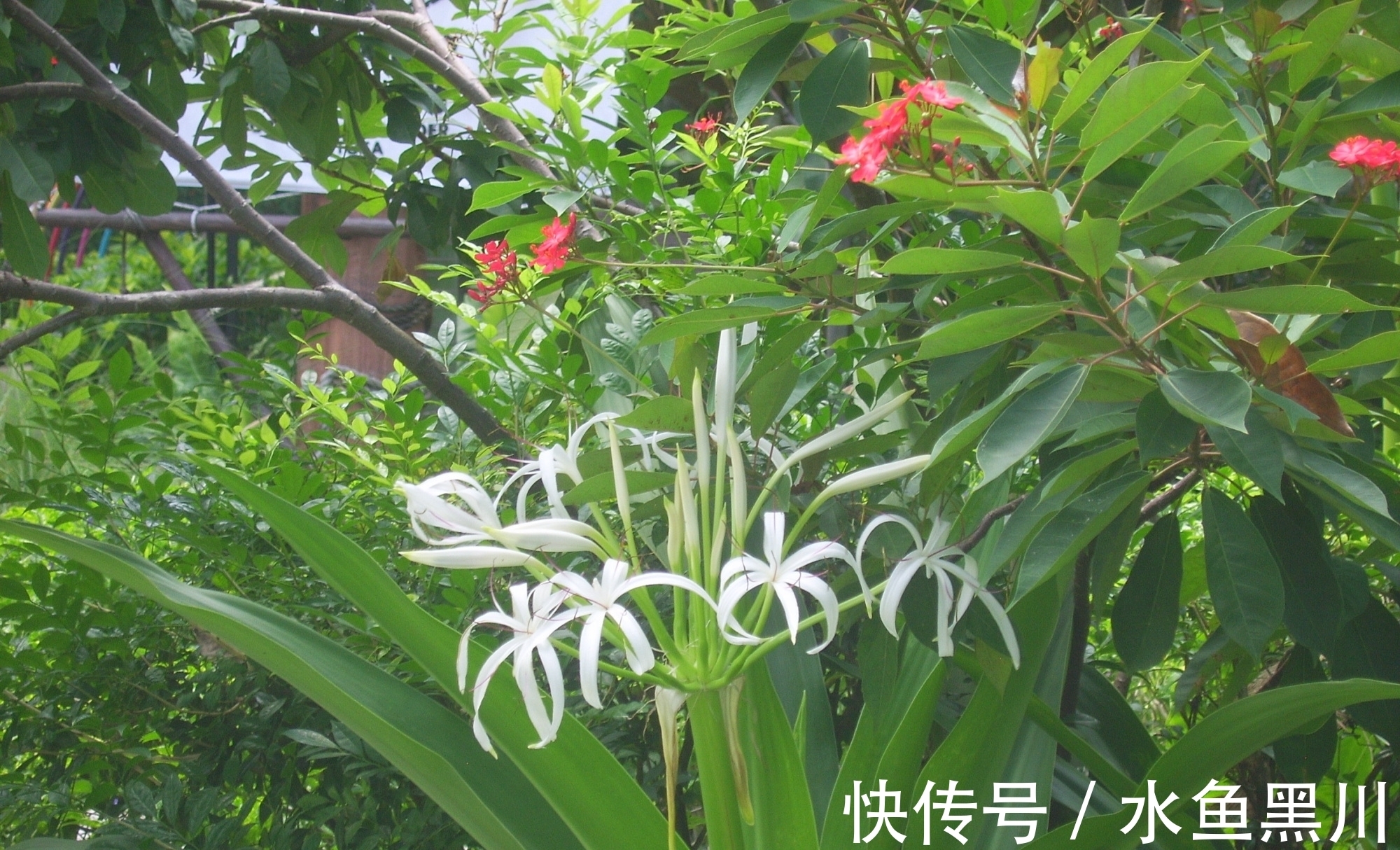 形式主义|不要小瞧诗的题目,其实里面大有学问