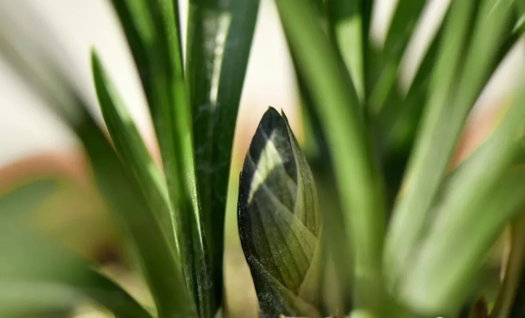 兰花浇水，“干透再浇”和“想浇就浇”，哪个更好？