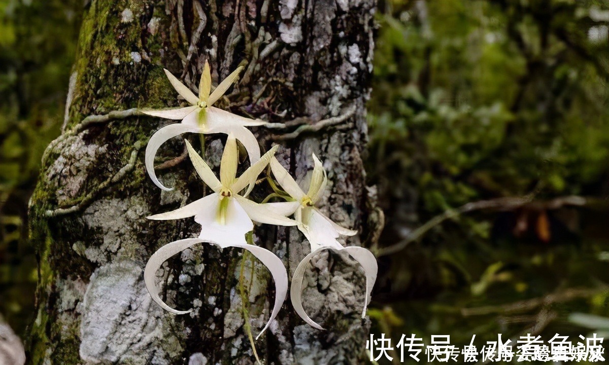 火莲|世界上最贵的6种花,植物界的“无价之花”,看看你认识几种