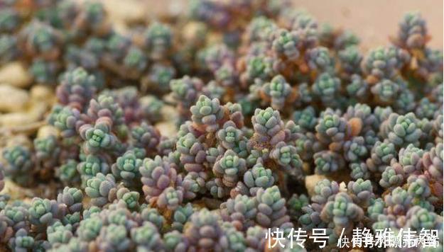 稻田姬|多肉中的7大美人，个个都千娇百媚，美极了！