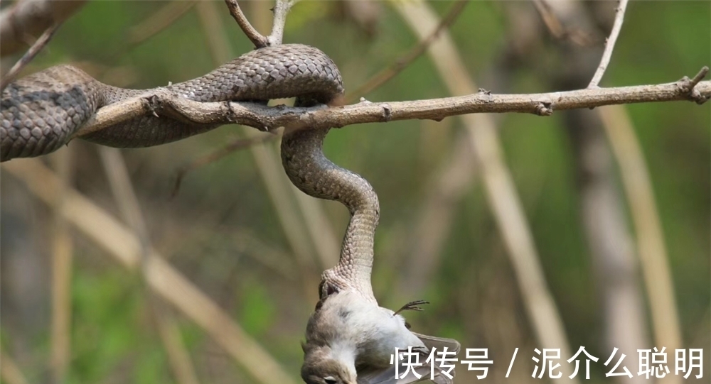 淡水|东北有处奇特的岛屿，岛上只有一种动物：毒蛇，大自然的奇观？