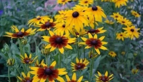 极其耐旱|这些特耐旱的盆栽植物,养室内干旱几周都不会挂