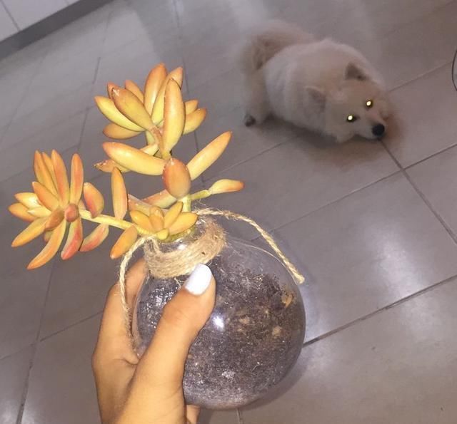 阳台|把灯泡拿去养花,挂在阳台上太好看了!真的太佩服邻居的脑洞