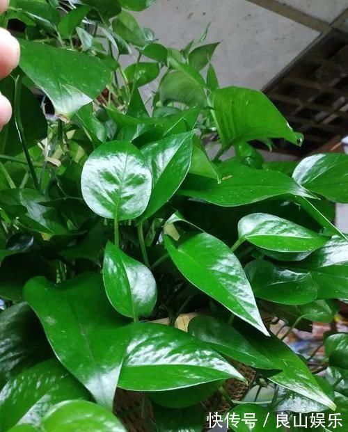 什么淘米水、啤酒水,都不如1勺溶液,家家都有,养啥旺啥