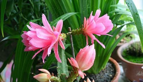 4种“垃圾”,垫在花盆下,烂根黄叶再也没了,啥花都越养越旺