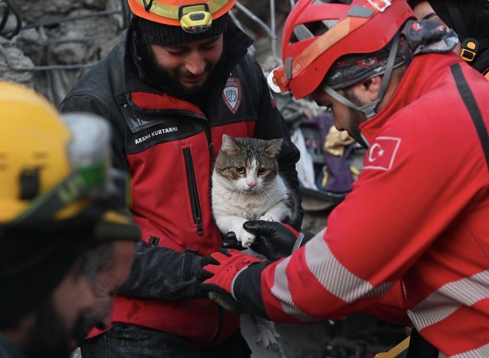 地震灾难中的狗和猫