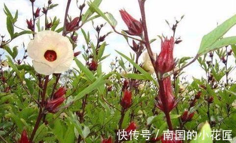 夏季|女人不想被叫大妈,夏季用它泡的茶,祛斑养颜,补血,还清热去火