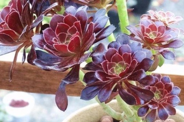 老桩|最皮实的四种多肉,养到就是赚到,竟然随便养养变成老桩