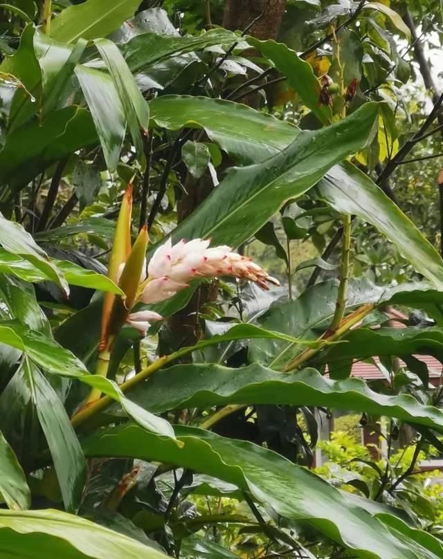  好看|花朵娇艳欲滴的艳山姜，一年可开花两次，雨后的花朵最是好看