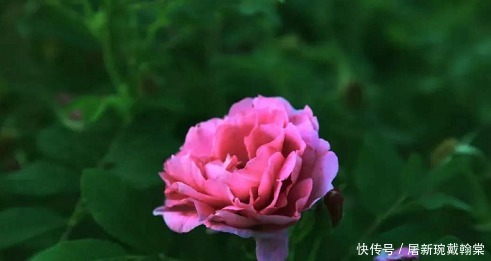 徐健淇新歌《苦水玫瑰》单曲发行啦!