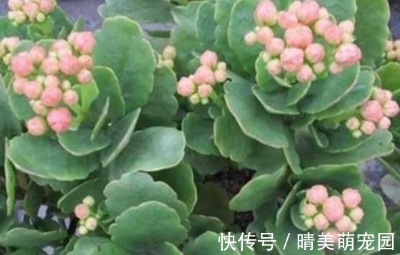 狠心|长寿花冒出花苞后，狠一狠心，才能爆盆！