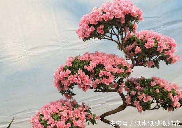 “1种花”夏季扦插，一碰到土壤，“12天”长根系，1年后开满花！